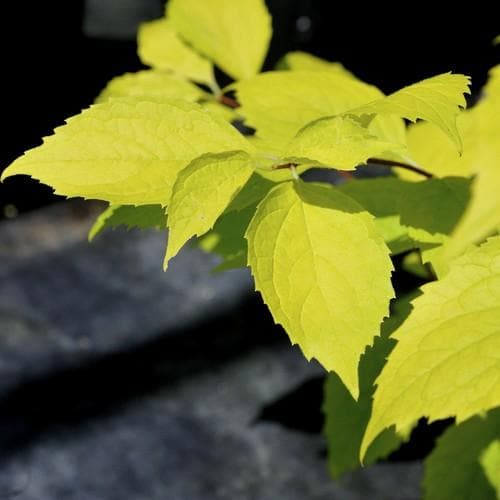 Philadelphus coronarius Aureus - Future Forests