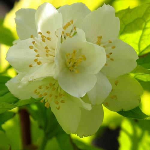 Philadelphus coronarius Aureus - Future Forests