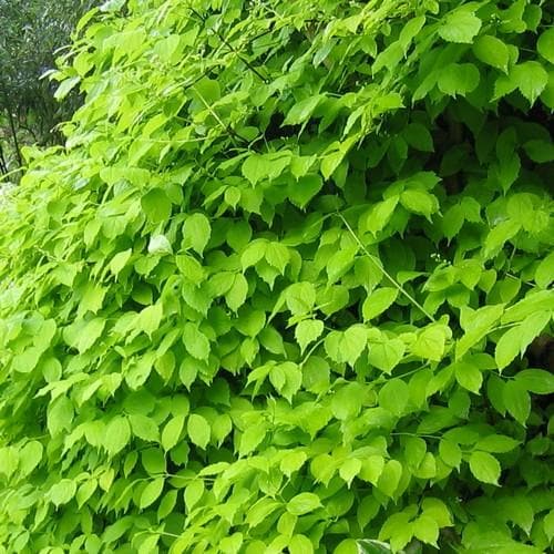 Philadelphus coronarius Aureus - Future Forests