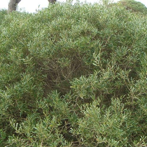 Phillyrea angustifolia - Future Forests