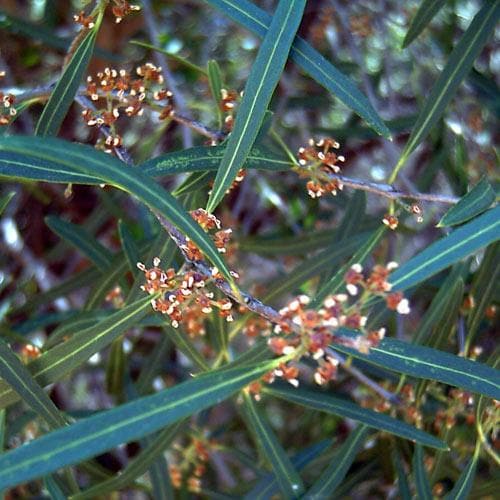 Phillyrea angustifolia - Future Forests