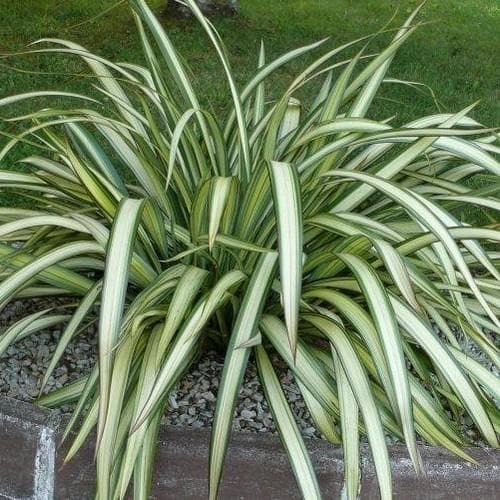 Phormium Cream Delight - Future Forests