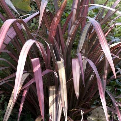 Phormium Evening Glow - Future Forests