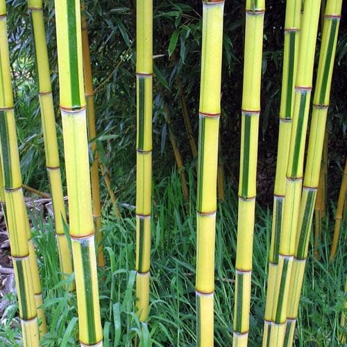 Phyllostachys aureosulcata Spectabilis - Future Forests