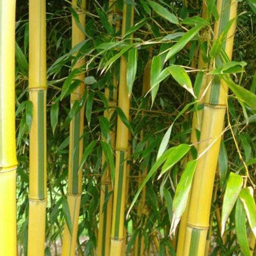 Phyllostachys aureosulcata Spectabilis - Future Forests