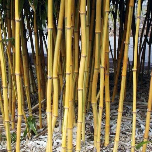 Phyllostachys aureosulcata Spectabilis - Future Forests