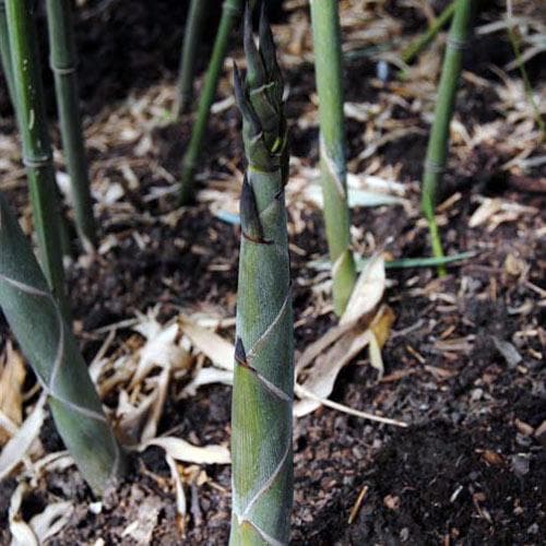Phyllostachys bissetii - Future Forests