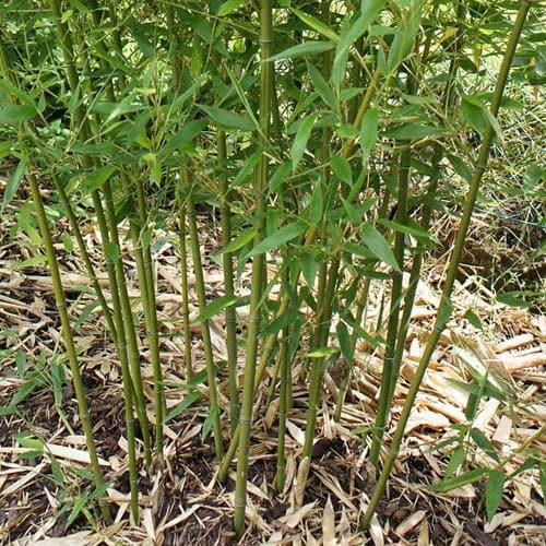 Phyllostachys bissetii - Future Forests