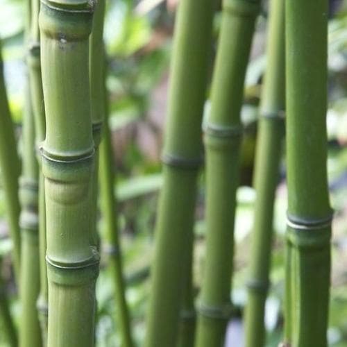 Phyllostachys aurea