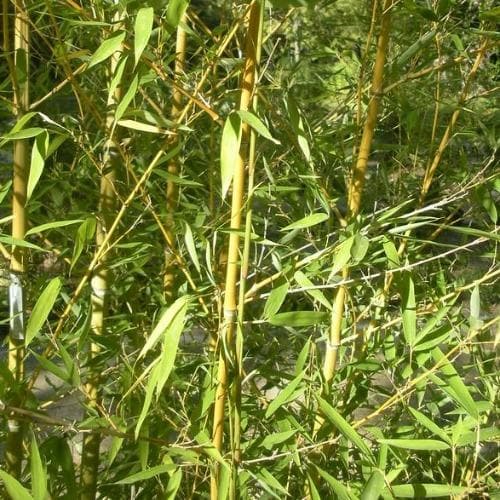 Phyllostachys aurea