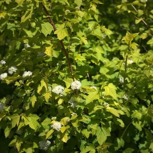 Physocarpus opulifolius DartsGold - Future Forests