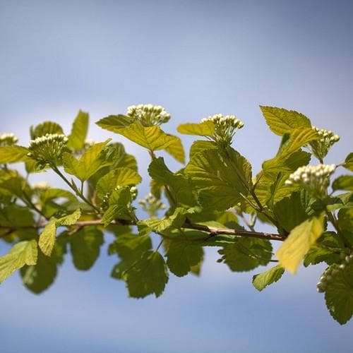 Physocarpus opulifolius DartsGold - Future Forests