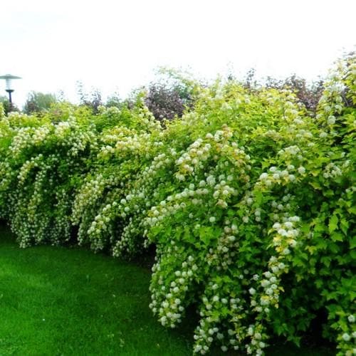 Physocarpus opulifolius DartsGold - Future Forests
