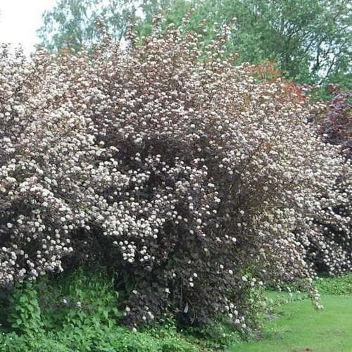 Physocarpus opulifolius Diable D'Or