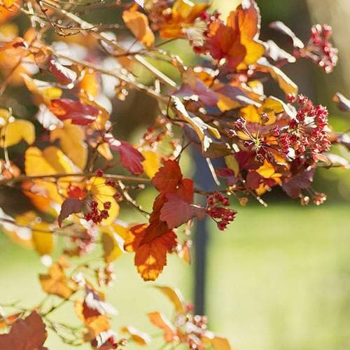 Physocarpus opulifolius Diabolo - Future Forests