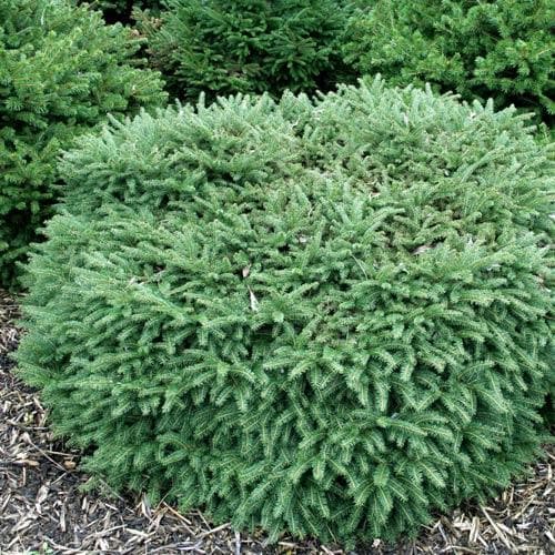 Picea abies Nidiformis - Future Forests