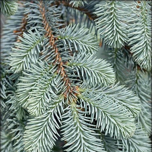 Picea pungens Fat Albert