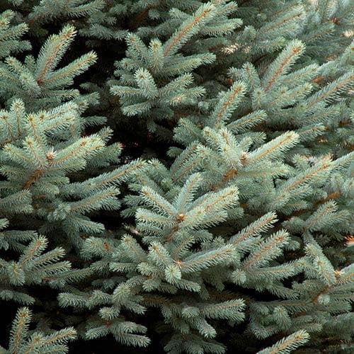 Picea pungens Fat Albert