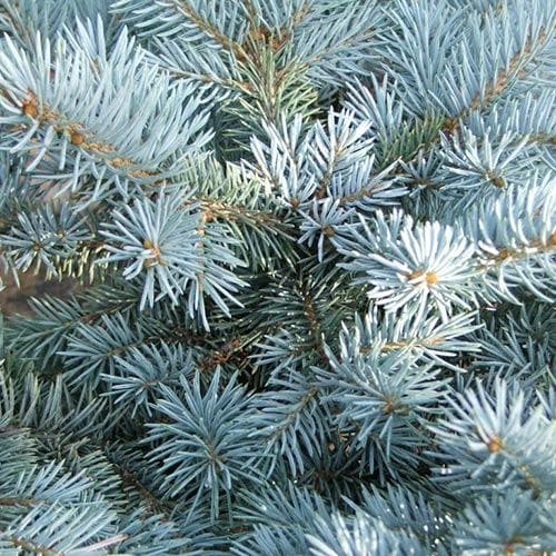 Picea pungens Fat Albert