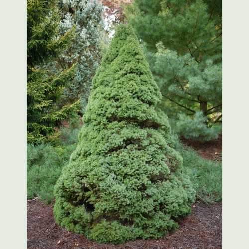 Picea glauca Sanders Blue - Future Forests