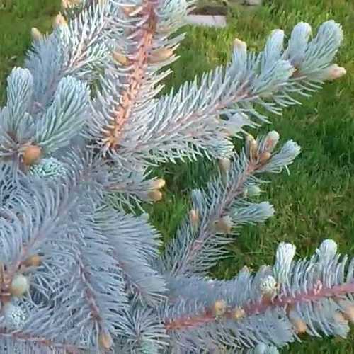 Picea pungens Hoopsii - Future Forests
