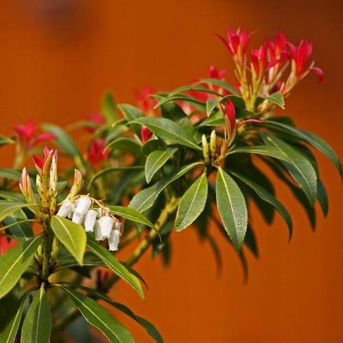 Pieris japonica Forest Flame - Future Forests