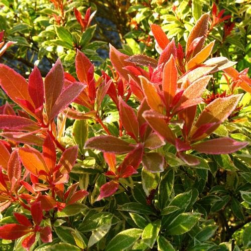 Pieris japonica Little Heath - Future Forests