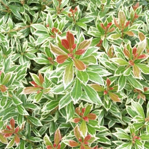 Pieris japonica Little Heath - Future Forests