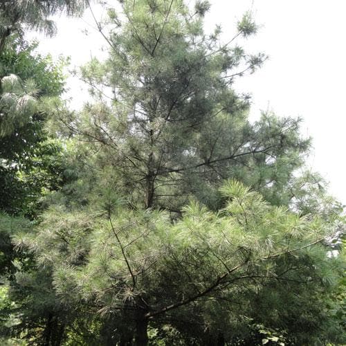 Pinus armandii - Future Forests