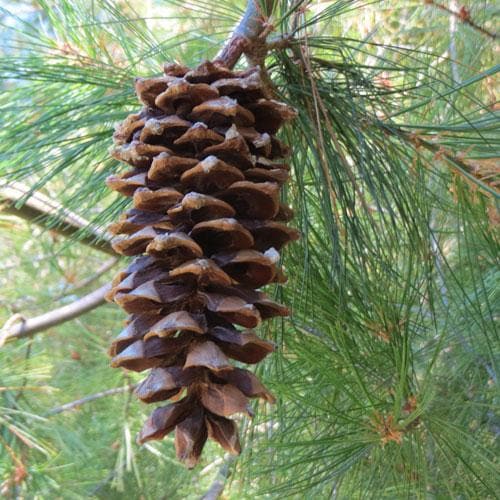 Pinus armandii - Future Forests