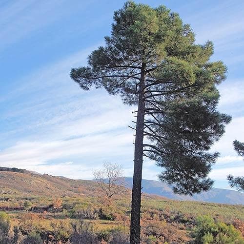 Pinus pinaster