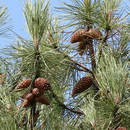 Pinus pinaster
