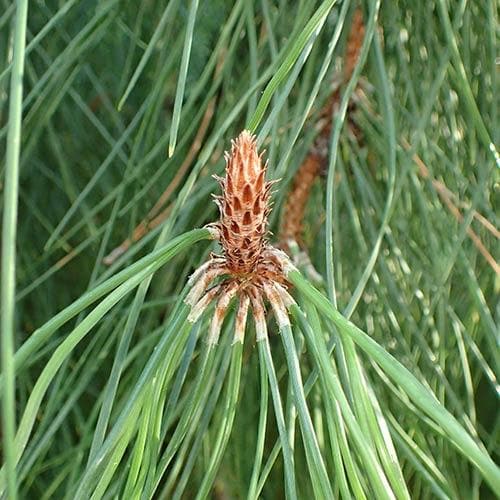 Pinus pinaster