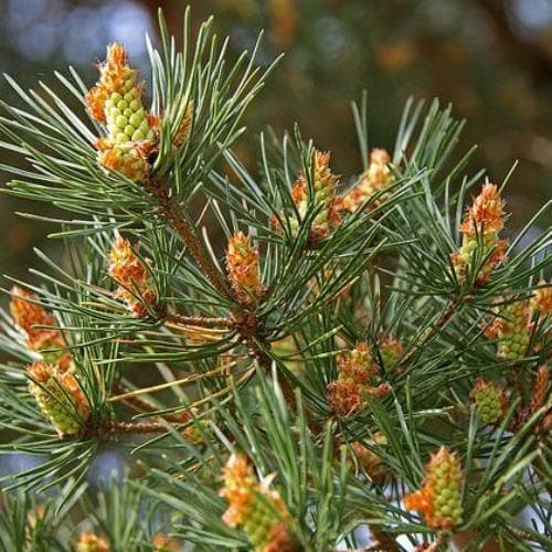Pinus sylvestris - Scots Pine - Future Forests