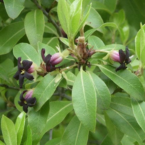 Pittosporum tenuifolium - Future Forests