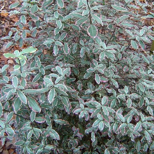 Pittosporum tenuifolium Elizabeth - Future Forests