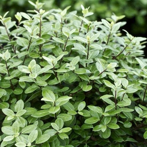 Pittosporum tenuifolium Golf Ball
