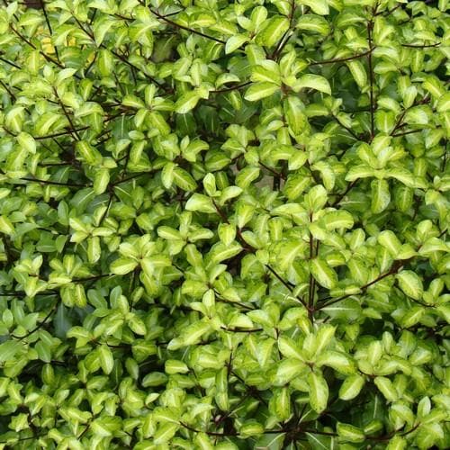 Pittosporum tenuifolium Gold Star - Future Forests
