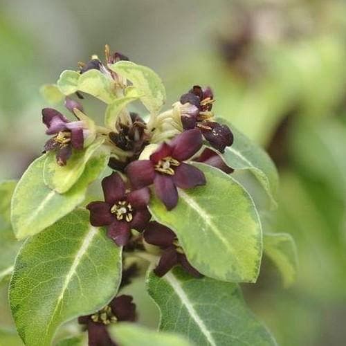 Pittosporum tenuifolium Gold Star - Future Forests
