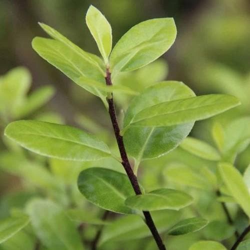 Pittosporum tenuifolium Golf Ball