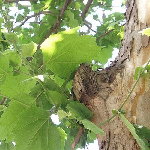 Platanus x acerifolia - London Plane - Future Forests