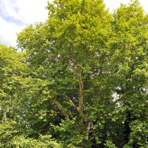 Platanus x acerifolia - London Plane - Future Forests