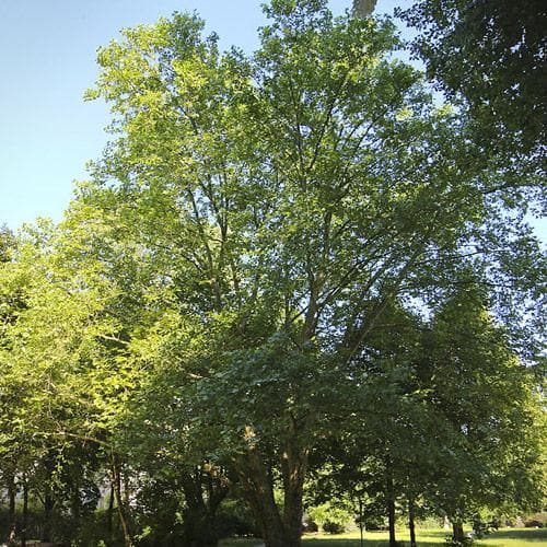 Platanus x acerifolia - London Plane - Future Forests