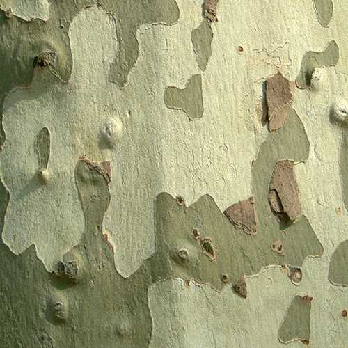 Platanus x acerifolia - London Plane - Future Forests