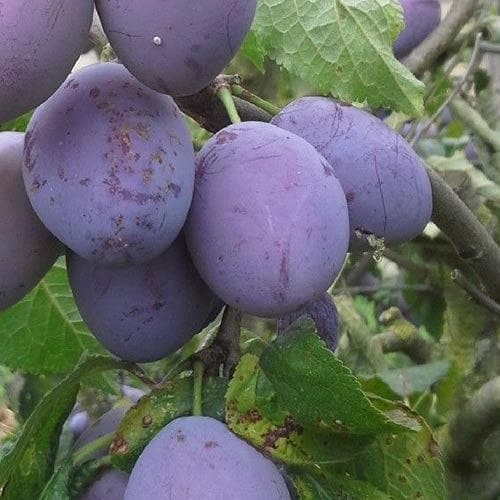 Plum Belle de Louvain