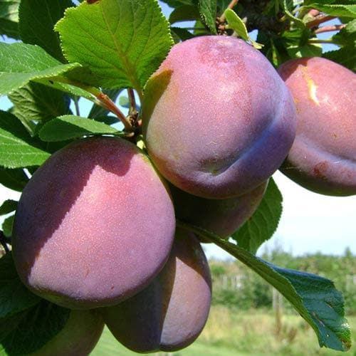 Plum Belle de Louvain