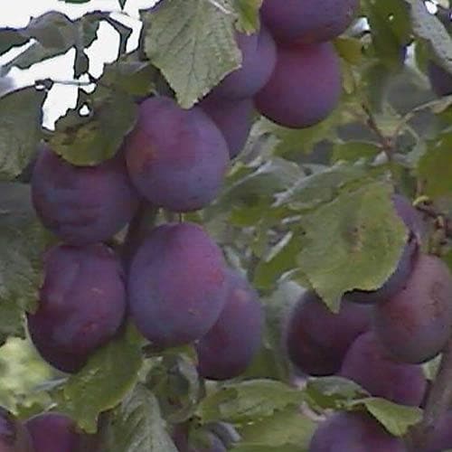 Plum Belle de Louvain