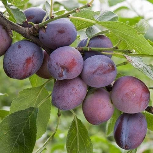 Plum Herman