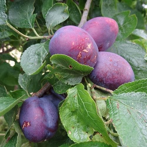 Plum Herman
