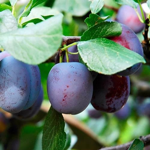 Plum Herman